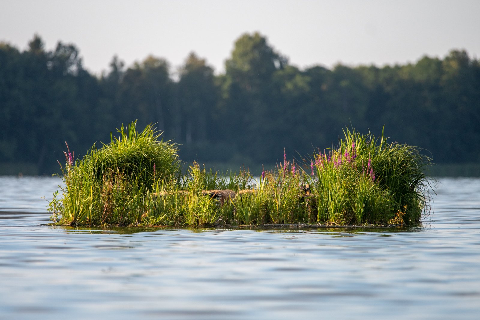 2022_07_ragoostrovy_low-42